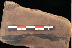Foto (Detailsansicht) von Quercus palaeoilex Ettingshausen (NHMW-GEO-2024-0188-0877)